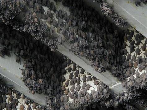 A large colony of Mexican free-tailed bats live under the Congress Avenue Bridge in Downtown ...