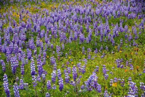 Lavender Wildflower - Lavender Plant