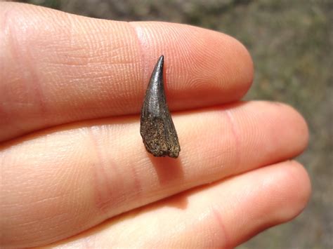 Rare Alligator Gar Tooth | Recently Sold | FOSSILS | Prehistoric Florida