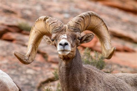 Keep an eye (and ear) out for coughing sheep in Zion National Park - The Salt Lake Tribune