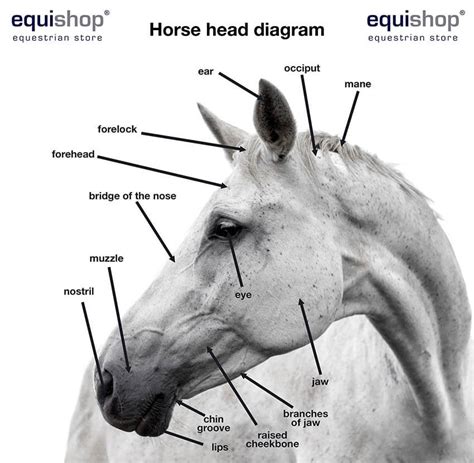 Horse Head Anatomy Diagram