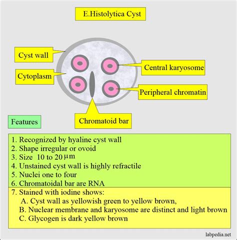 Amoebiasis, Entamoeba Histolytica, Life cycle, Diagnosis, and ...