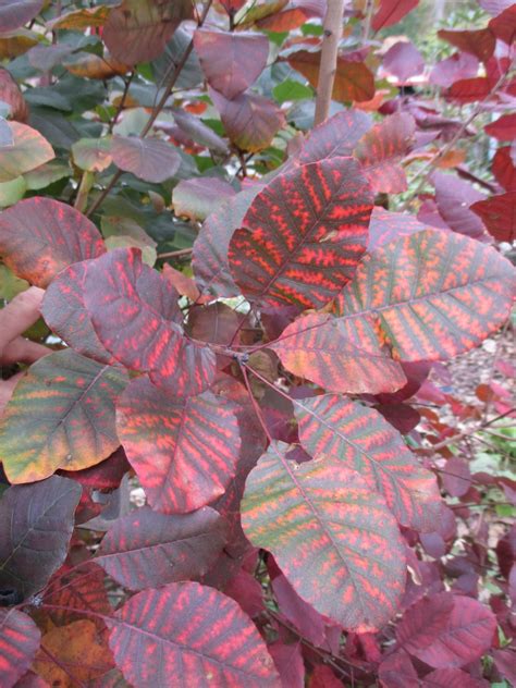 Cotinus coggygria 'Royal Purple' fall color RBG 2016 (2) | Rotary ...