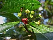 Category:Dodonaea viscosa (flowers) - Wikimedia Commons