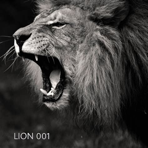 LION001 - KROMESTAR - MERE SHER V.I.P / DANNY SCRILLA REMIX | Nebula ...