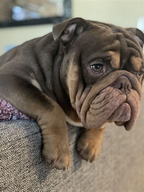 Help Please ** suggestions needed** : r/Bulldogs