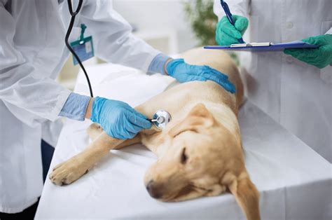 Emergency Vet Colorado Springs | Ponderosa Veterinary Clinic