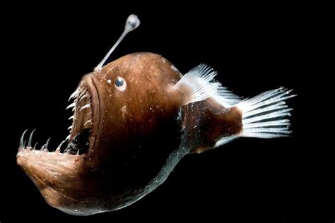 Bacteria in deep-sea anglerfish give the predators a luminescent glow ...