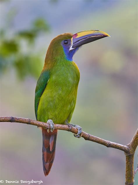 3750 Emerald Toucanet, Costa Rica - Dennis Skogsbergh PhotographyDennis Skogsbergh Photography