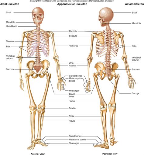 Appendicular Skeleton System Anatomy | MedicineBTG.com