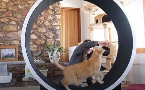 The 5 Best Cat Exercise Wheels: Tested & Reviewed - Cats.com