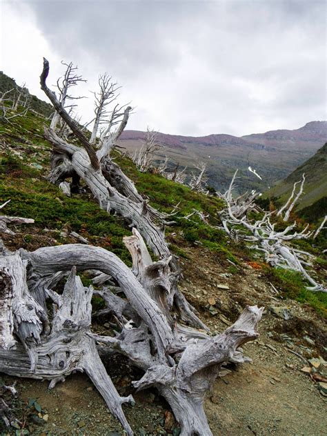 Ghost Forest of Whitebark Pine Trees Scenic Point Trail Glacier National Park USA #hiking # ...