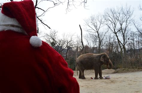 Santa Delivers Gifts to Animals at Cincinnati Zoo - Cincinnati Zoo ...