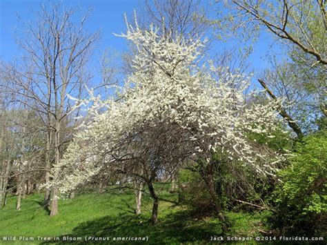 American plum Prunus Americana wild plum 1-2 year old plant | Etsy