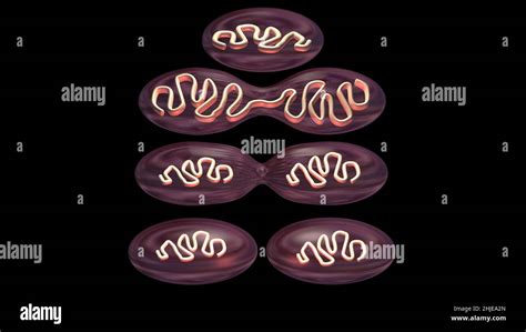 Cell dividing . Mitochondria splitting, DNA replication. Stages of microbial reproduction . 3d ...