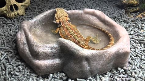 Our Bearded Dragon Playing in Her Water Bowl - YouTube