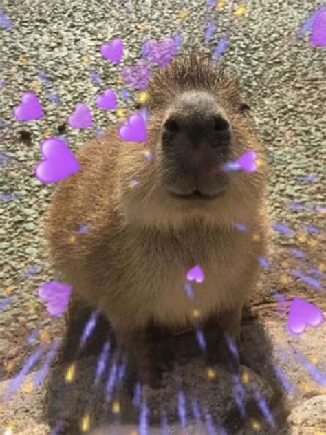 Witness the Cutest Giant Rodent: Capybara