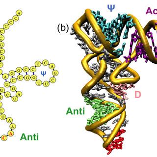 (PDF) MD Simulations of tRNA and Aminoacyl-tRNA Synthetases: Dynamics ...