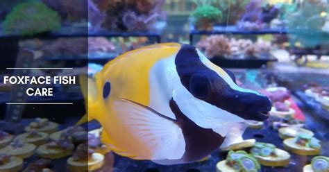 Foxface Fish Care: Are they reef-safe fish? - The Aquarium Adviser