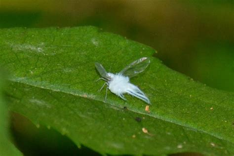 Tiny White Flying Bugs In Garden