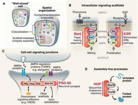 Scaffold Proteins: Hubs for Controlling the Flow of Cellular Information | Science