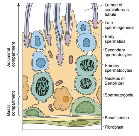 Male Reproductive Histology Notes – Medical Histology – Jacobs School ...