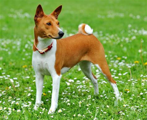 Is a Basenji a good guard dog? [2022] 🐬 | Animalia-life.club