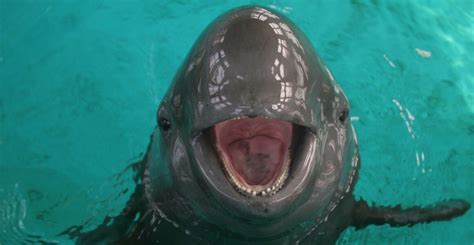 Critically endangered Yangtze finless porpoise shows signs of recovery