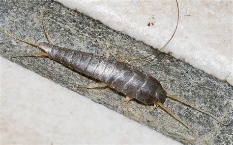 Silverfish Larvae