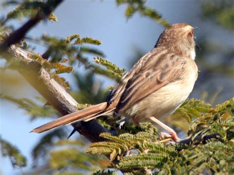 Tinkling Cisticola – birding101.co.za