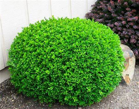 Winter Gem Boxwood For Sale Online | Japanese Boxwood