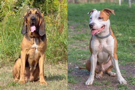 Bloodhound Pitbull Mix: Info, Pictures, Facts, FAQs & More