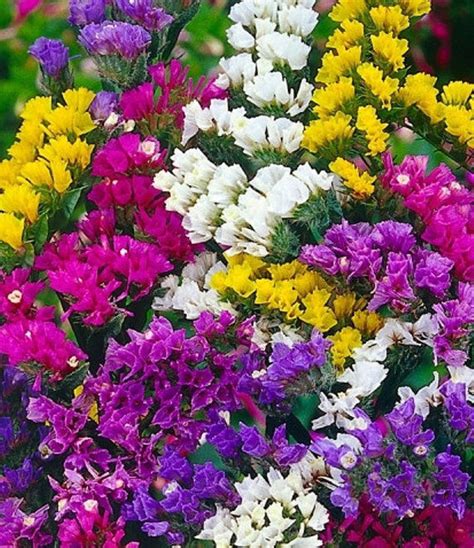 Statice Limonium Sinuatum Pacific Mix | Flowers | Premier Seeds Direct ltd