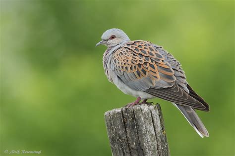 Turteltaube (Streptopelia turtur) (Forum für Naturfotografen)