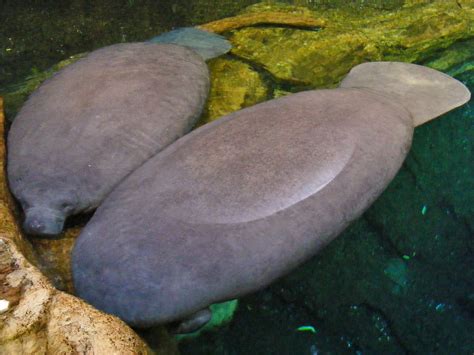 Definitive Guide To Florida Manatee Facts, Habitat, Conservation Status ...