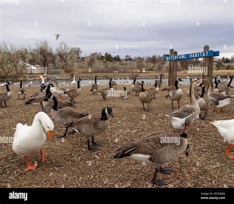 Waterfowl Habitat, Columbia Park, Kennewick, Washington State, USA Stock Photo - Alamy