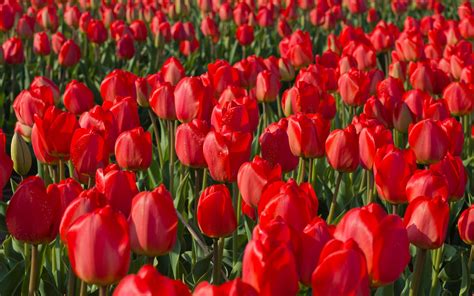 Free photo: Red tulips - Beautiful, Green, Spring - Free Download - Jooinn