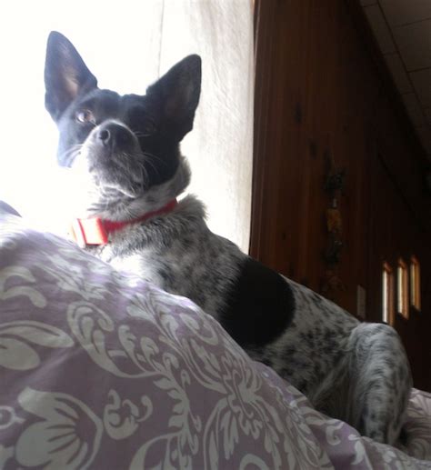 Rat Heeler Dog Breed Information and Pictures