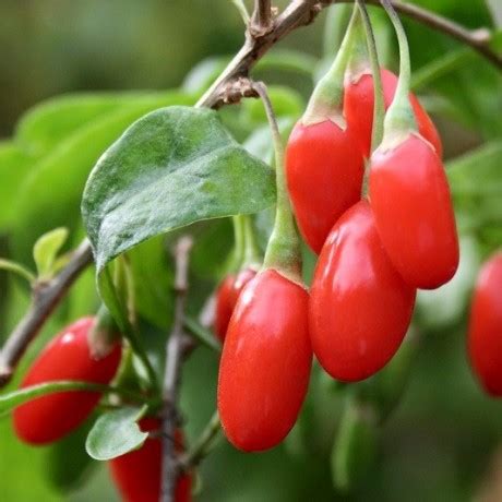 Goji berry seeds or Wolfberry for sale