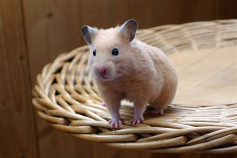 Dwarf Hamster,rodents, Baby Hamster | Science Hub 4 Kids