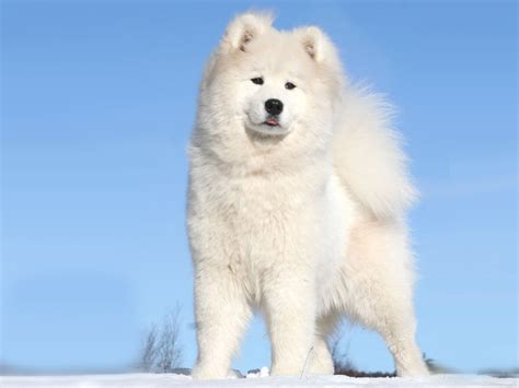 Beautiful Greenland dog photo and wallpaper. Beautiful Beautiful ...