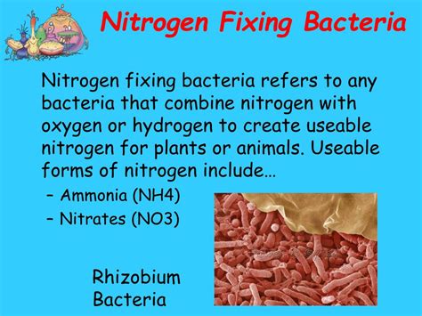 PPT - THE NITROGEN CYCLE PowerPoint Presentation, free download - ID:6390361