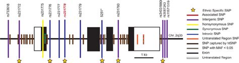 Only SNPs genotyped in this study are listed by name. SNPs in linkage... | Download Scientific ...