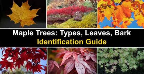 Maple Tree Leaf Identification Chart