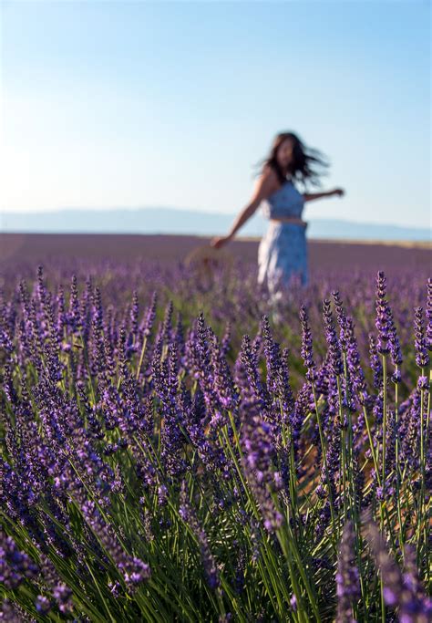 Provence Lavender Fields: A Must-Visit in the South of France