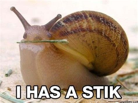 funny snail pictures |Funny Animal