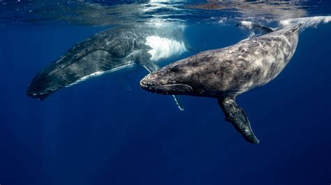 Canada-U.S. team looks to genomics to guide North Atlantic right whale ...