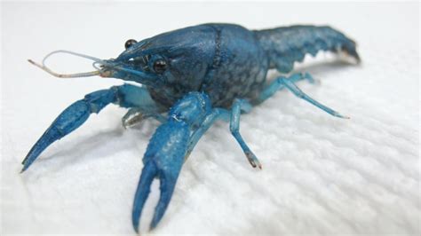 Female mutant crayfish clones have landed, but government recommends ...