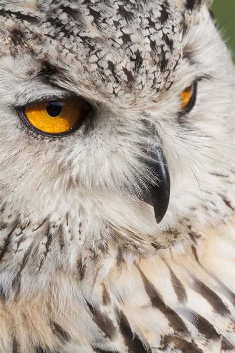 Eagle owl eyes stock photo. Image of face, green, length - 50664644