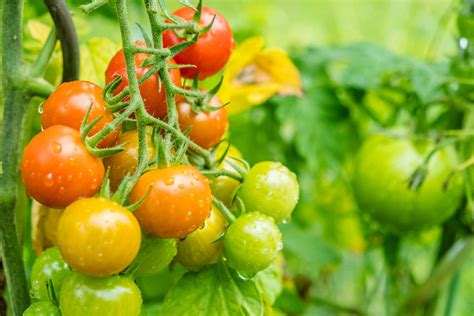 How to Grow Cherry Tomatoes